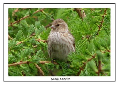 Tarin des pins - Pine Siskin	 - Carduelis pinus (Laval Qubec)