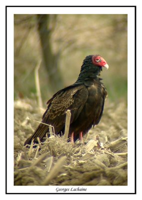 Urubu  tte rouge - Turkey Vulture - Cathartes aura (Laval Qubec)