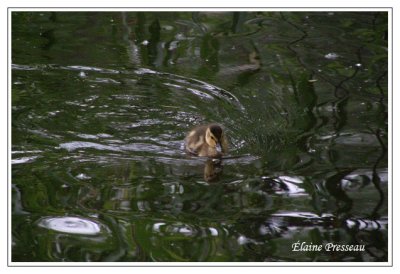 Canard colvert (Laval Québec)