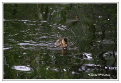 Canard colvert (Laval Qubec)