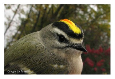 Roitelet  couronne dore - Golden-crowned Kinglet - Regulus satrapa (Laval Qubec)