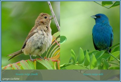 Passerin indigo - Indigo Bunting - Passerina cyanea (Laval Qubec)