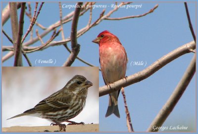 Roselin pourpr - Purple Finch - Carpodacus purpureus (Laval Qubec)