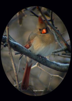 Cardinal rouge - Northern Cardinal - Cardinalis cardinalis (Laval Qubec)