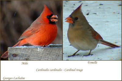 Cardinal rouge - Northern Cardinal - Cardinalis cardinalis (Laval Qubec)