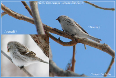 Sizerin blanchtre - Hoary Redpoll - Carduelis hornemanni (Laval Qubec)