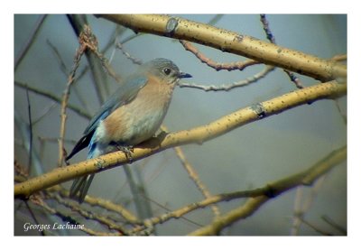 Merlebleu de lEst - Eastern Bluebird - Sialia sialis (Laval Qubec)