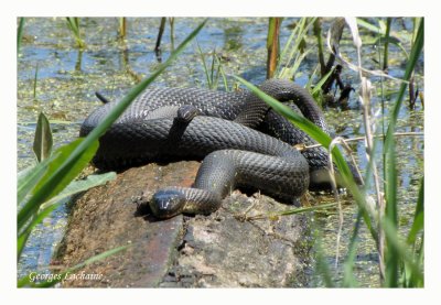 Couleuvre d'eau du Lac rie - Lake Erie Water Snake