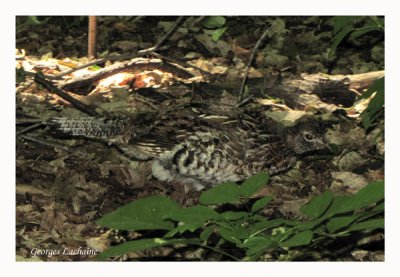 Glinotte huppe - Ruffed Grouse - Bonasa umbellus (Laval Qubec)