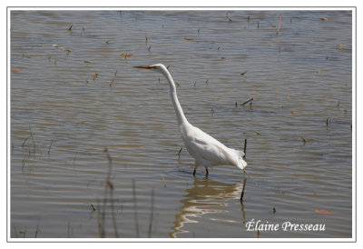 Grande Aigrette