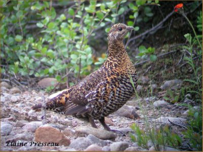 Ttras du Canada - Spruce Grouse - Falcipennis canadensis