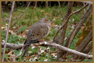 Tourterelle triste - Mourning Dove	- Zenaida macroura (Laval Qubec)