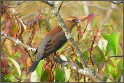 Quiscale rouilleux - Rusty Blackbird - Euphagus carolinus