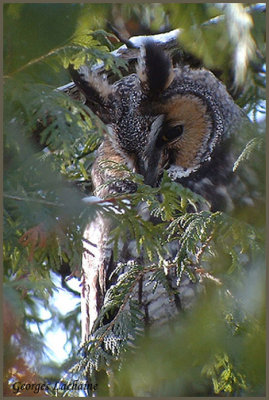 Hibou moyen-duc - Long-eared Owl - Asio otus (Laval Qubec)