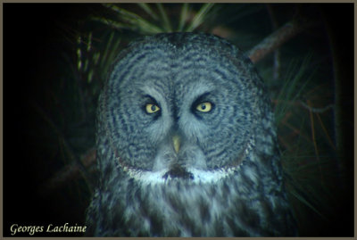 Chouette lapone - Great Gray Owl - Strix nebulosa (Laval Qubec)