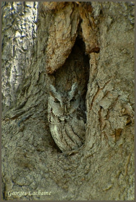 Petit-duc macul - Eastern Screech-Owl - Otus asio (Laval Qubec)