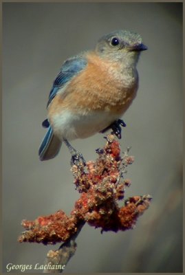 Merlebleu de l'Est - Eastern Bluebird - Sialia sialis (Laval Qubec)