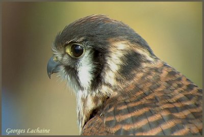 Crcerelle d'Amrique	 - American Kestrel - Falco sparverius