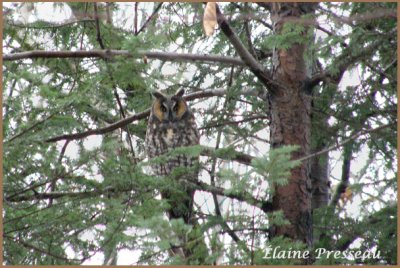 Hibou moyen-duc - Long-eared Owl - Asio otus (Laval Qubec)