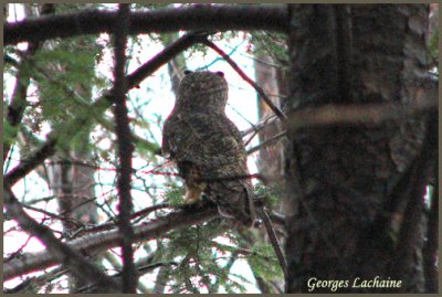 Hibou moyen-duc - Long-eared Owl - Asio otus (Laval Qubec)