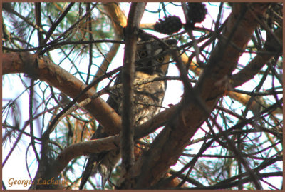 Hibou moyen-duc - Long-eared Owl - Asio otus (Laval Qubec)