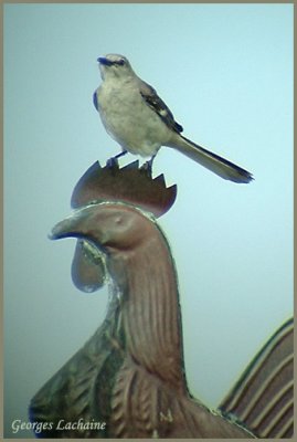 Moqueur polyglotte - Northern Mockingbird - Mimus polyglottos (Capucin Qubec)