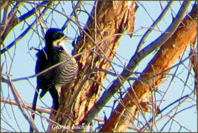 Pic  dos noir - Black-backed Woodpecker - Picoides arcticus (Laval Qubec)
