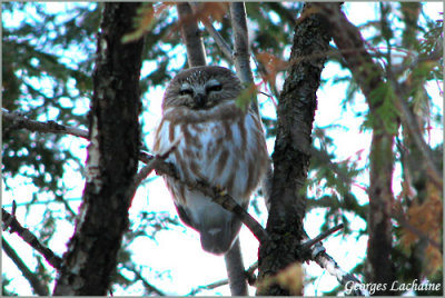 Petite Nyctale - Northern Saw-whet Owl - Aegolius acadicus (Laval Qubec)