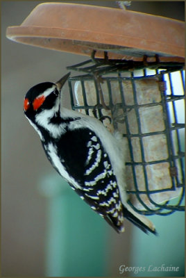 Pic chevelu - Hairy Woodpecker - Picoides villosus (Laval Qubec)