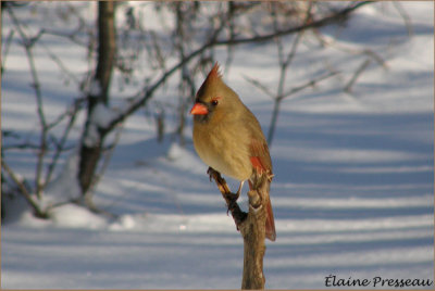 Cardinal rouge - Northern Cardinal - Cardinalis cardinalis (Laval Qubec)