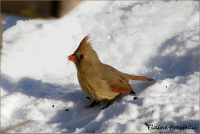 Cardinal rouge - Northern Cardinal - Cardinalis cardinalis (Laval Qubec)