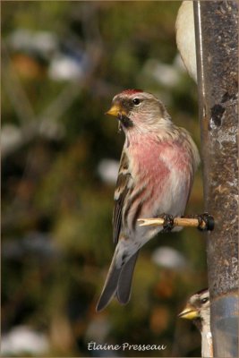 Sizerin flamm - Greater Common Redpoll - Carduelis flammea (Laval Qubec)