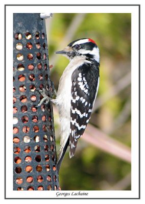 Pic mineur - Downy Woodpecker - Picoides pubecens (Laval Qubec)