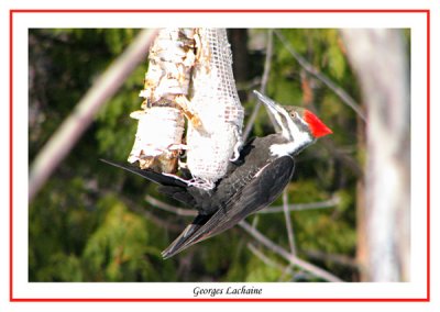 Grand Pic - Pileated Woodpecker - Dryocopus pileatus (Laval Qubec)