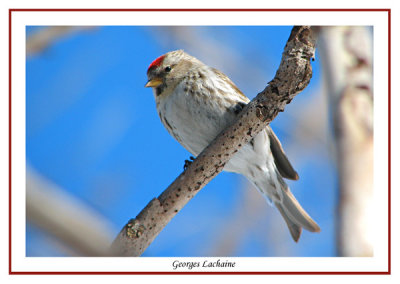 Sizerin flamm - Greater Common Redpoll - Carduelis flammea (Laval Qubec)