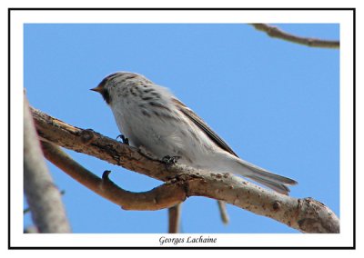 Sizerin blanchtre - Hoary Redpoll - Carduelis hornemanni (Laval Qubec)