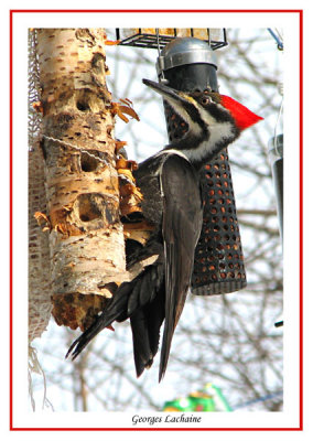Grand Pic - Pileated Woodpecker - Dryocopus pileatus (Laval Qubec)