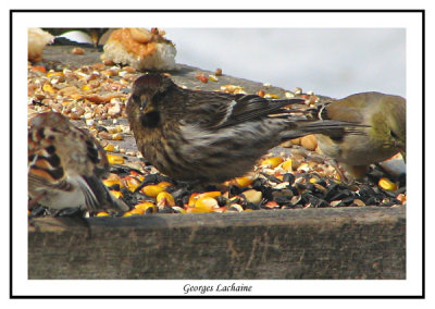 Sizerin flamm - Greater Common Redpoll - Carduelis flammea rostrata (Laval Qubec)