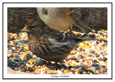 Sizerin flamm - Greater Common Redpoll - Carduelis flamme rostrataa (Laval Qubec)