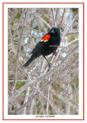 Agelaius phoeniceus - Carouge  paulettes