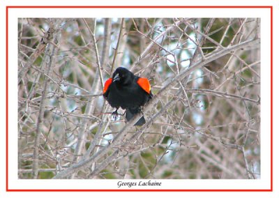 Agelaius phoeniceus - Carouge  paulettes