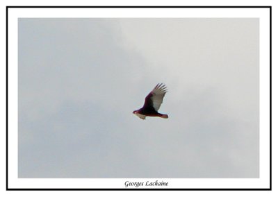 Urubu  tte rouge - Turkey Vulture - Cathartes aura (Laval Qubec)