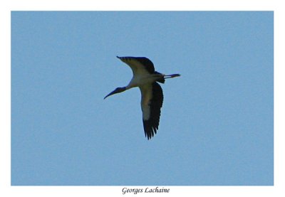 Tantale d'Amrique- Wood Stork