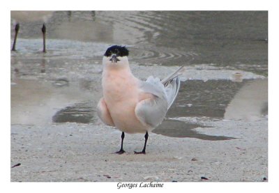 Sterne Caugek - Sandwich Tern