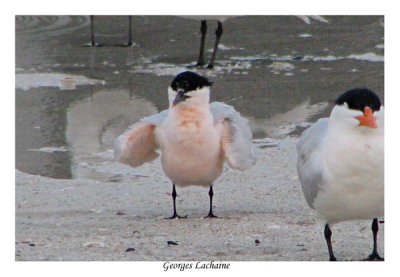 Sterne Caugek - Sandwich Tern
