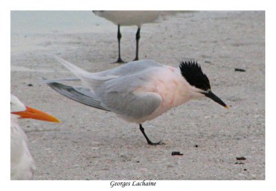 Sterne Caugek - Sandwich Tern