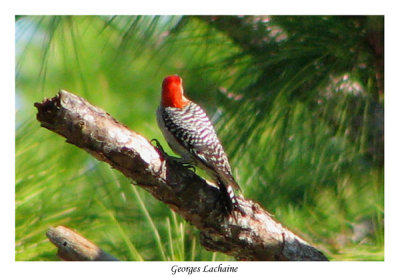 Pic  ventre roux - Red-bellied Woodpecker