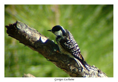 Pic  face blanche - Red-cockaded Woodpecker