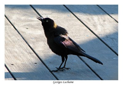 Quiscale bronz  - Common Grackle