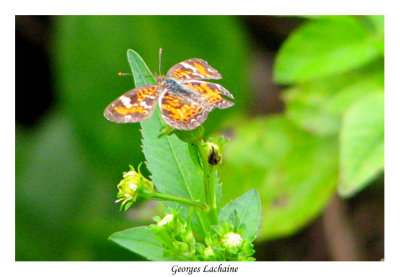 Phaon Crescent (Phyciodes phaon) -- Family: Nymphalidae